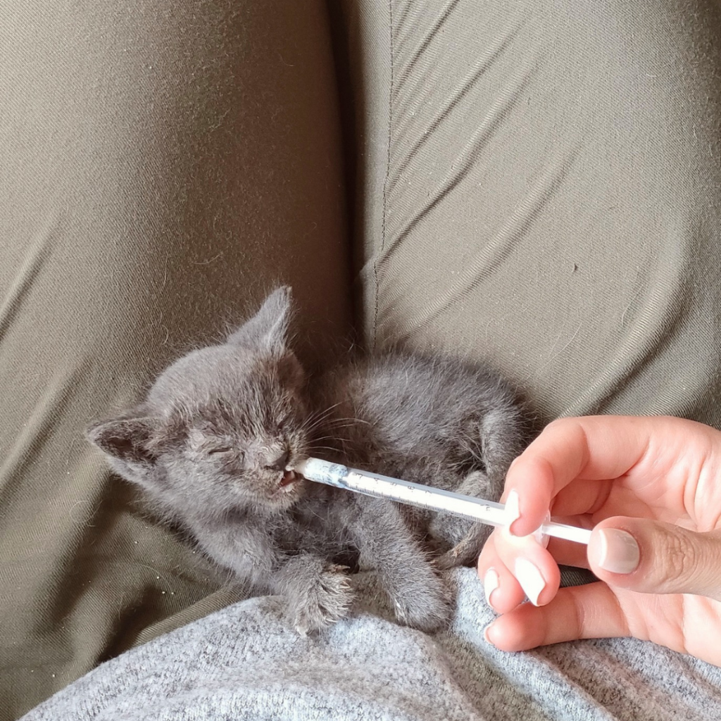 Cindy hranita cu seringa