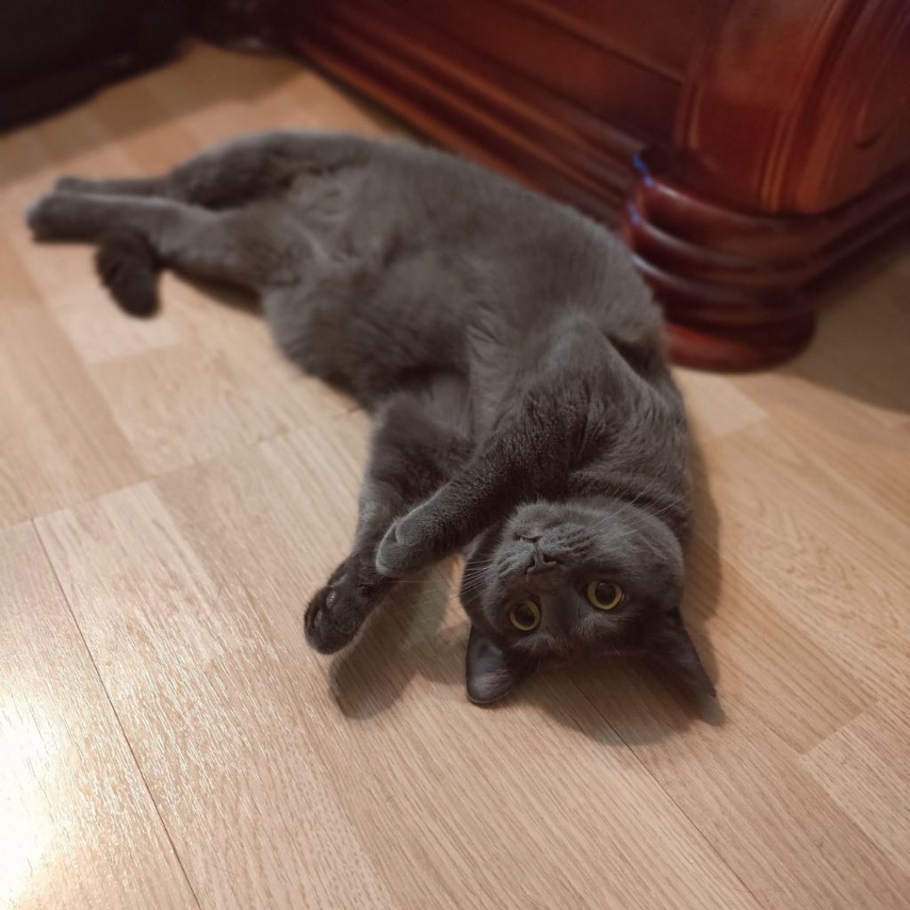 Cindy mare tolanita pe parchet