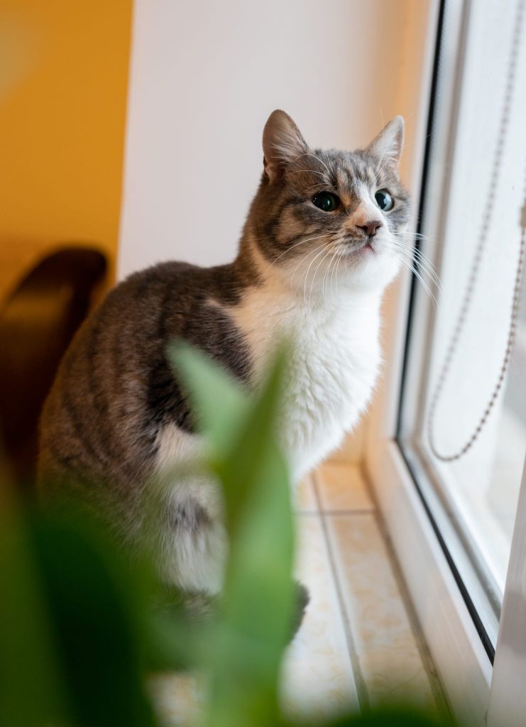 Molly pe pervaz, la geam