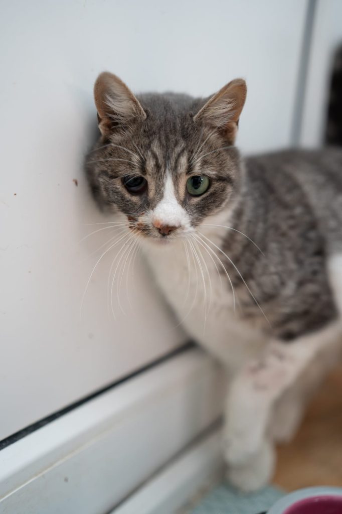 Molly alintându-se la ușă