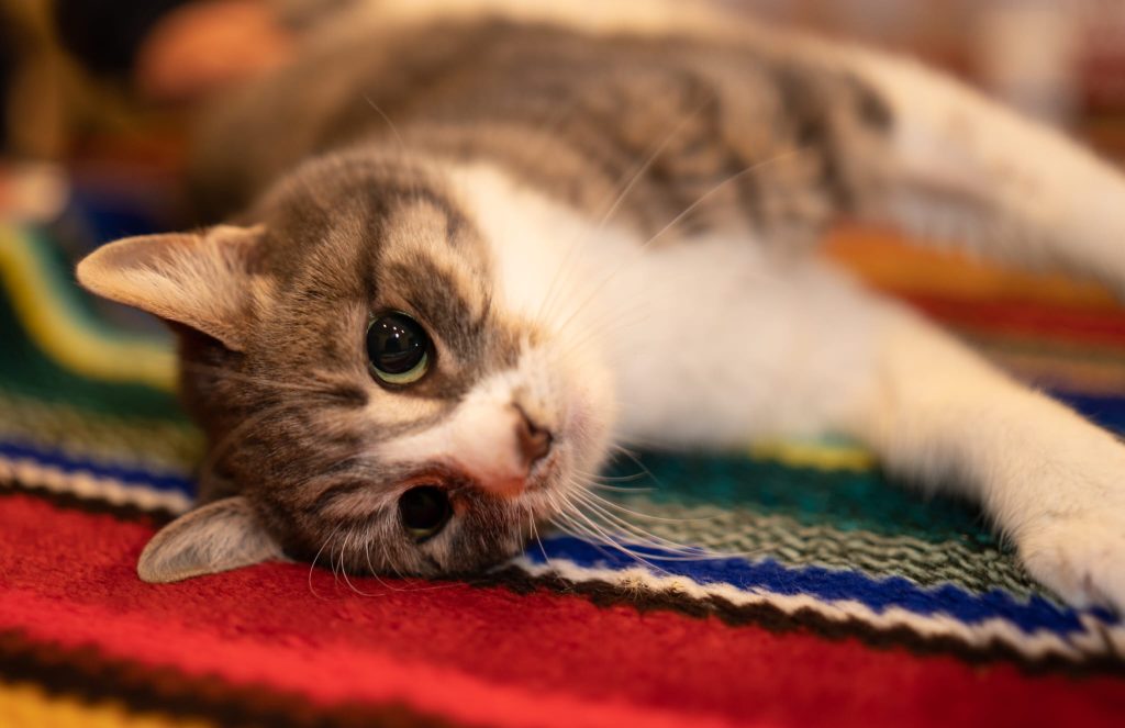 Molly întinsă pe canapea