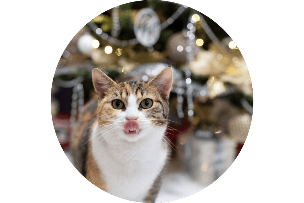 Pisica Bella pentru adoptie