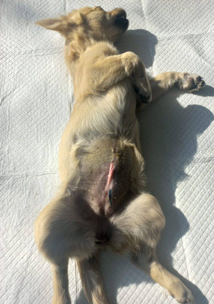 Cățea sterilizată, pe masa de operație