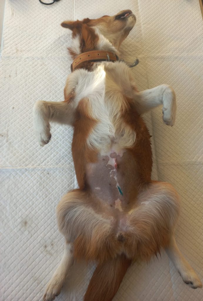 Cățea sterilizată, pe masa de operație