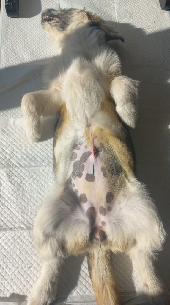 Cățea sterilizată, pe masa de operație