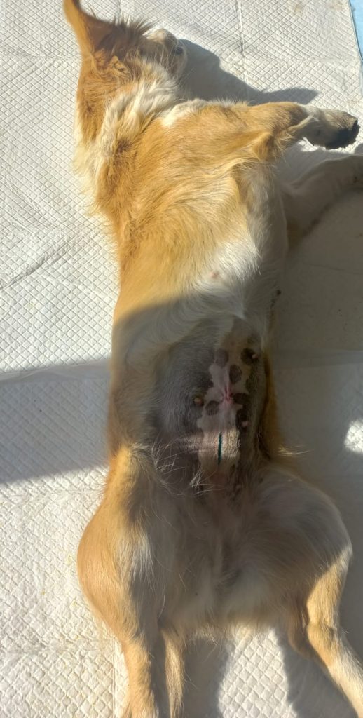 Cățea sterilizată, pe masa de operație