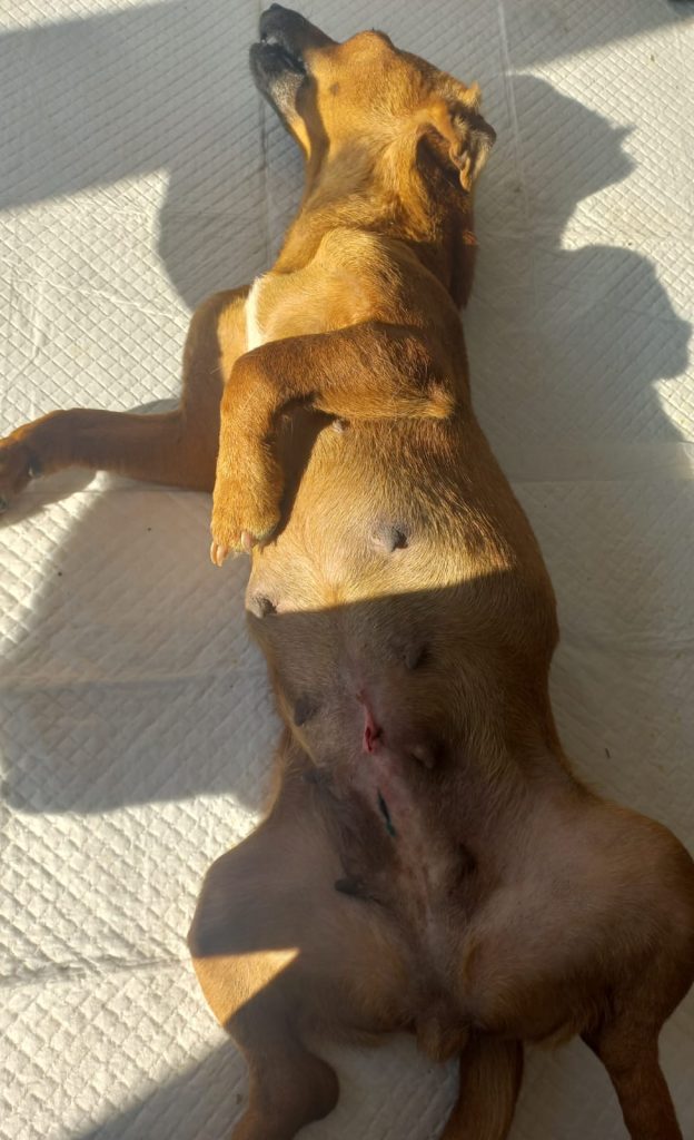 Cățea sterilizată, pe masa de operație