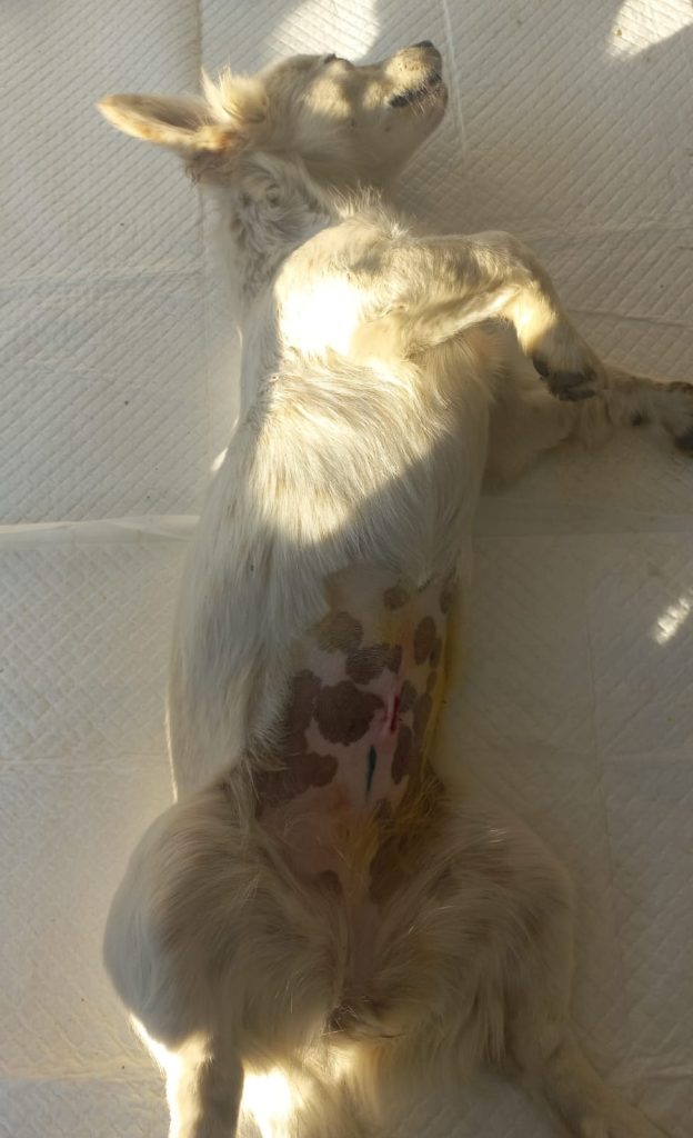 Cățea sterilizată, pe masa de operație