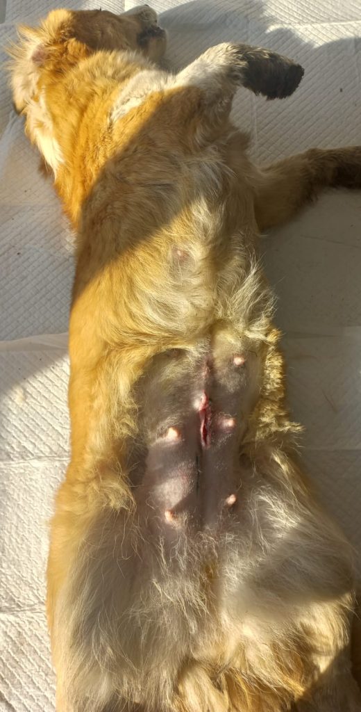 Cățea sterilizată, pe masa de operație