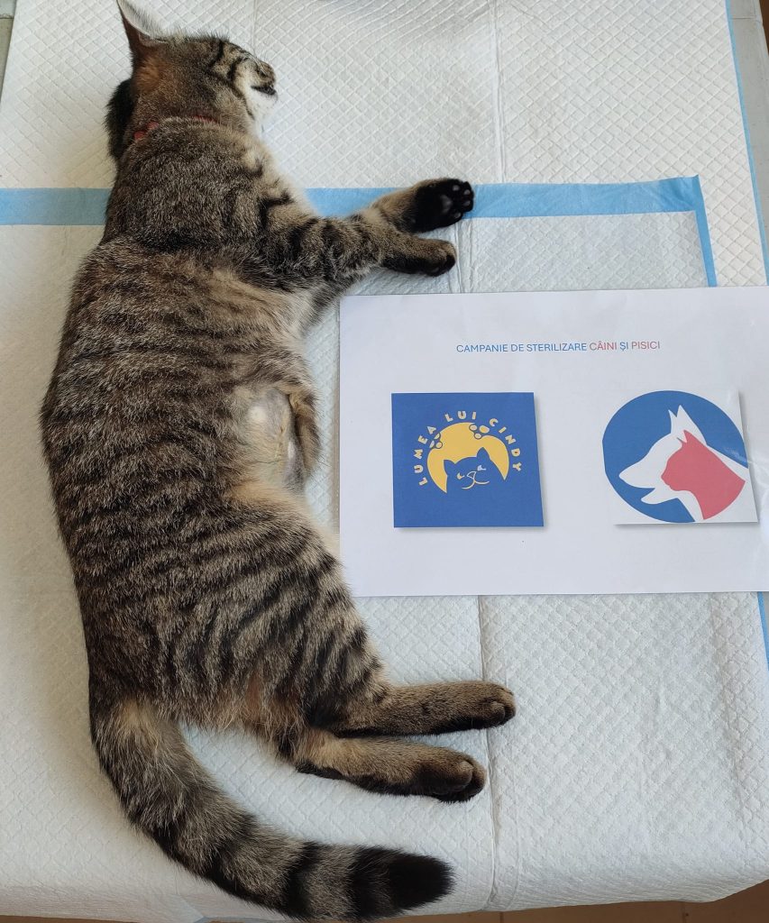 Pisică sterilizată pe masa de operație