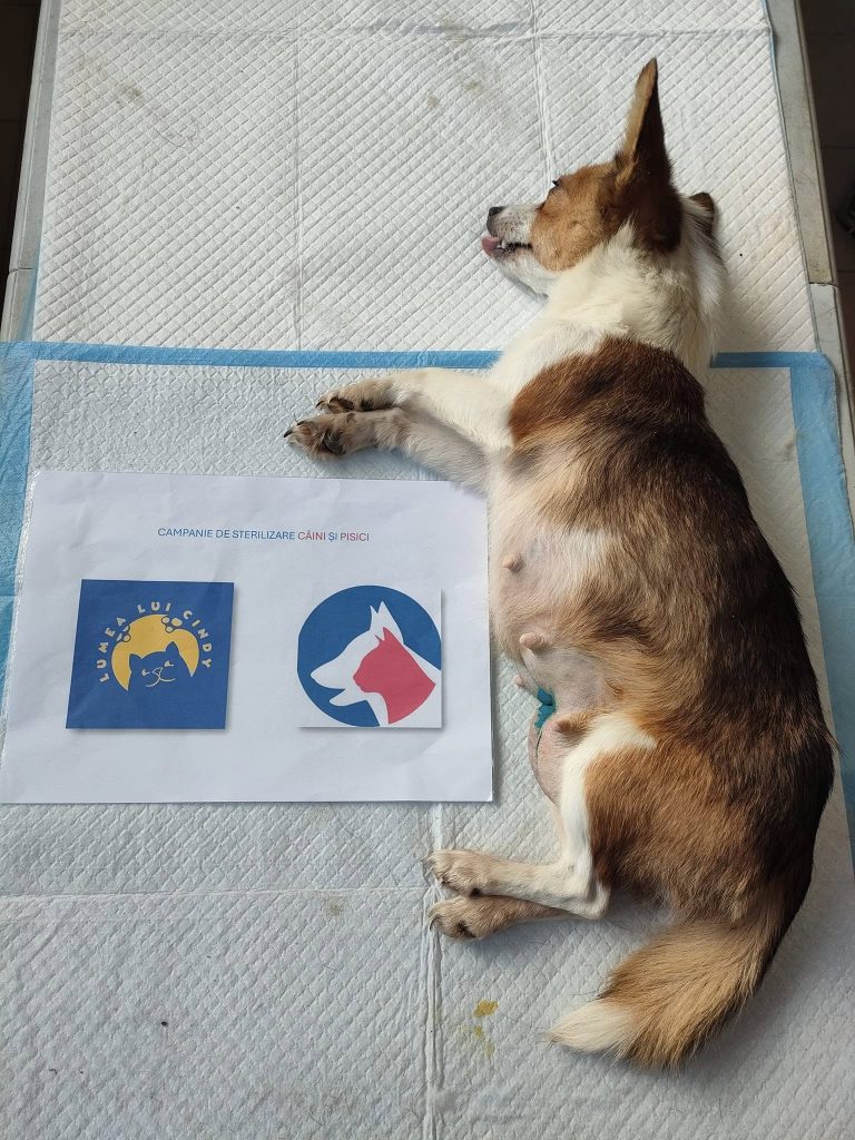 Cățea sterilizată pe masa de operație