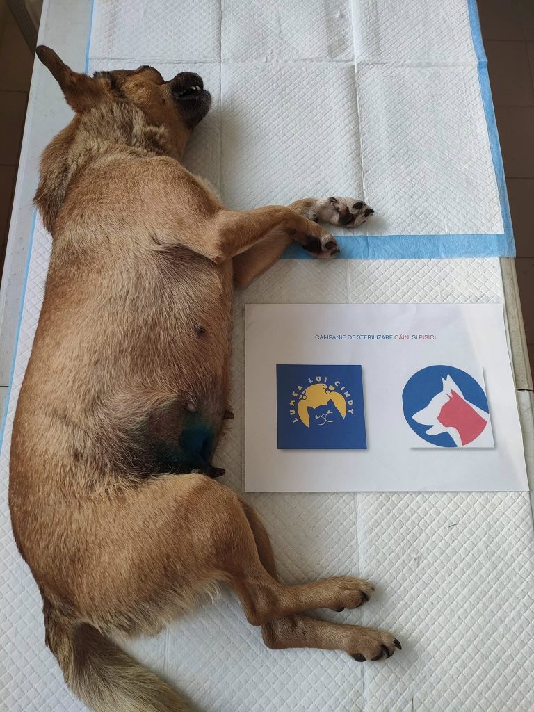 Cățea sterilizată pe masa de operație