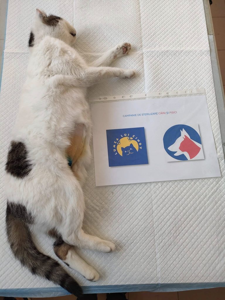 Pisică sterilizată pe masa de operație