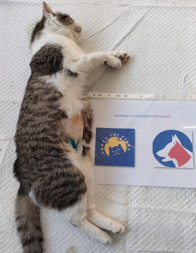 Pisică sterilizată pe masa de operație