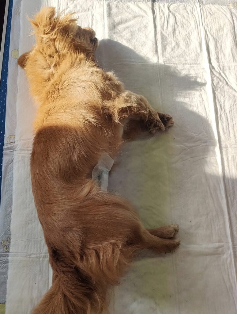 Catea sterilizata, pe masa de operatie