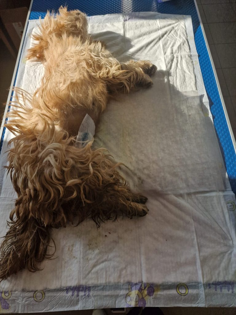 Catea sterilizata, pe masa de operatie