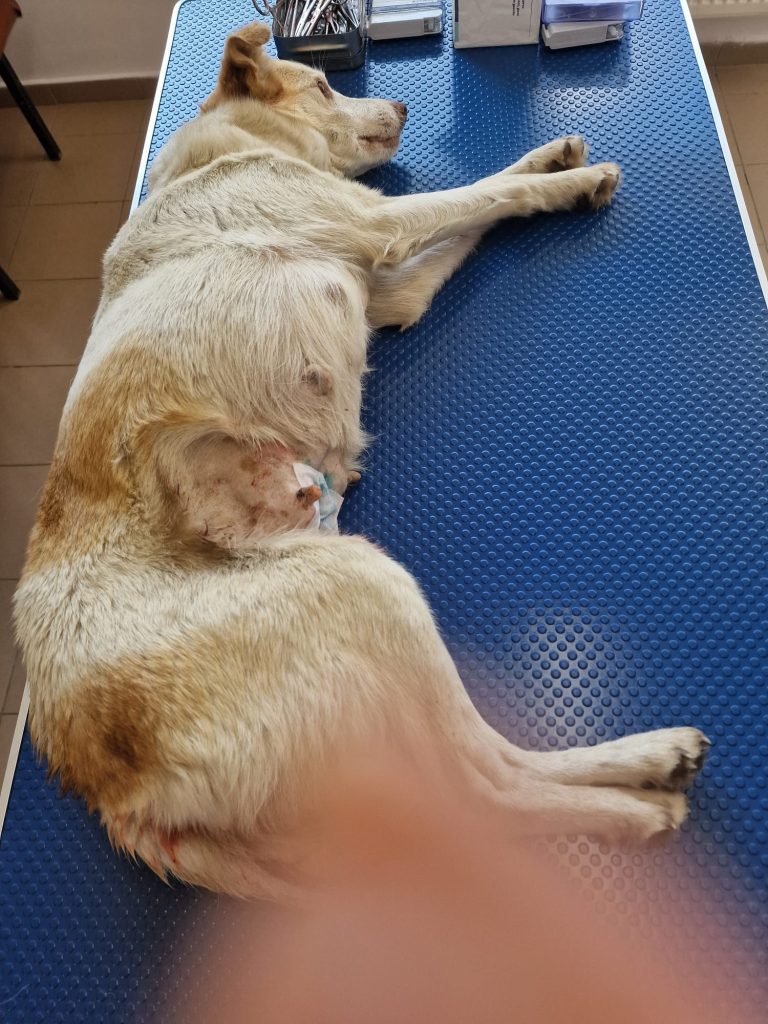 Catea sterilizata, pe masa de operatie