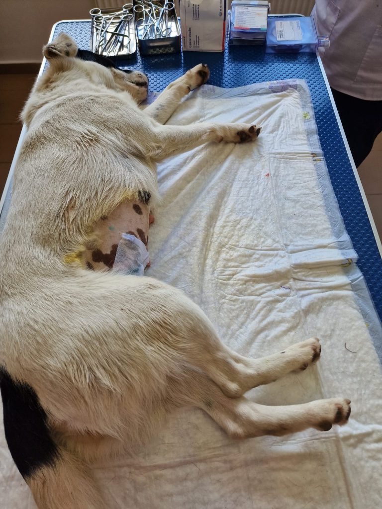 Catea sterilizata, pe masa de operatie