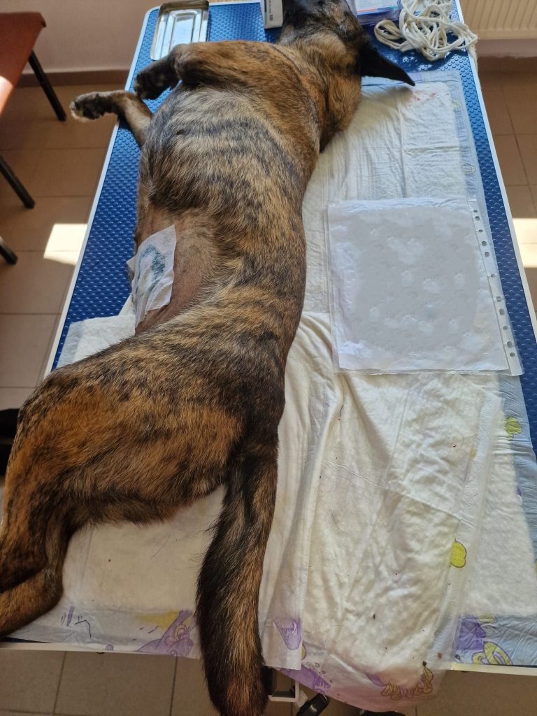 Catea sterilizata, pe masa de operatie