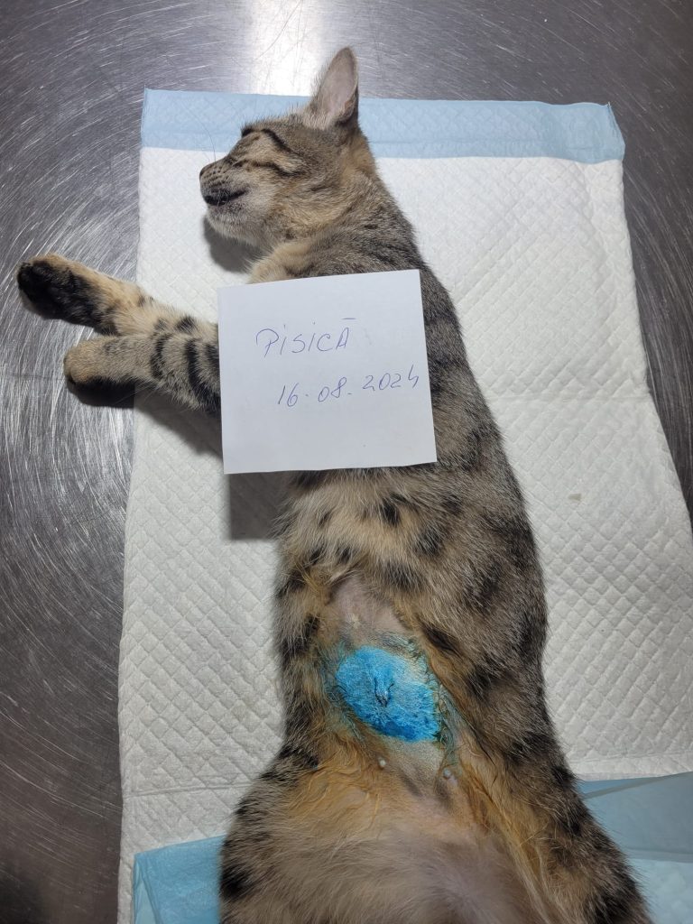 Pisica sterilizată, pe masa de operație