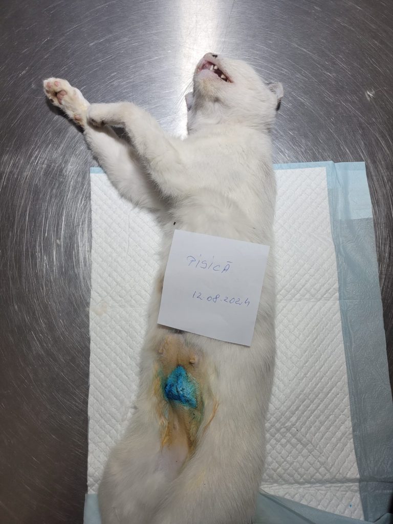 Pisica sterilizată, pe masa de operație