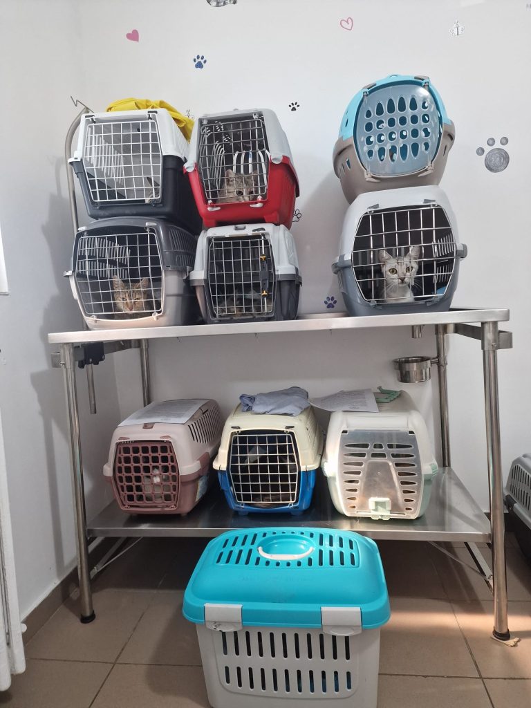 Pisici in custi de transport, la cabinet, asteptand sa fie sterilizate