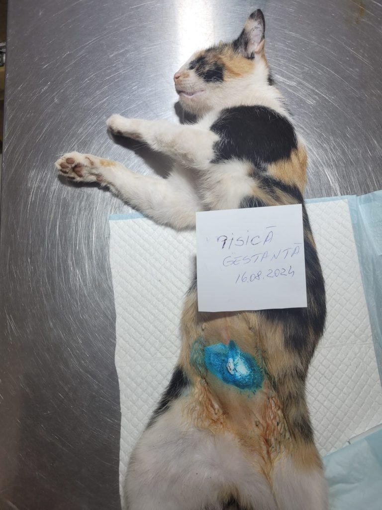 Pisica sterilizată, pe masa de operație