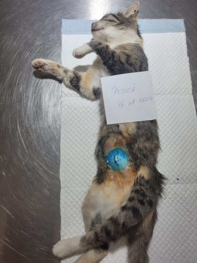 Pisica sterilizată, pe masa de operație