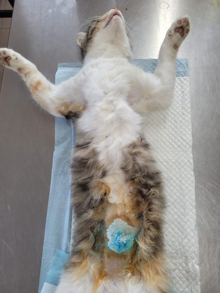 Pisică sterilizată, pe masa de operație