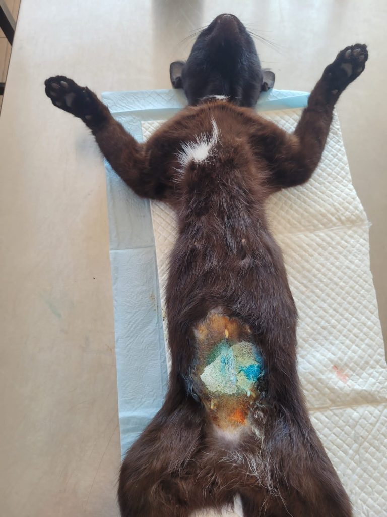 Pisică sterilizată, pe masa de operație