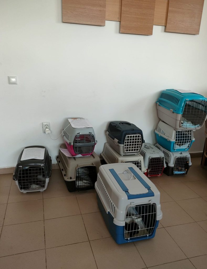 Pisici în cuști de transport, la cabinet, așteptând să fie sterilizate