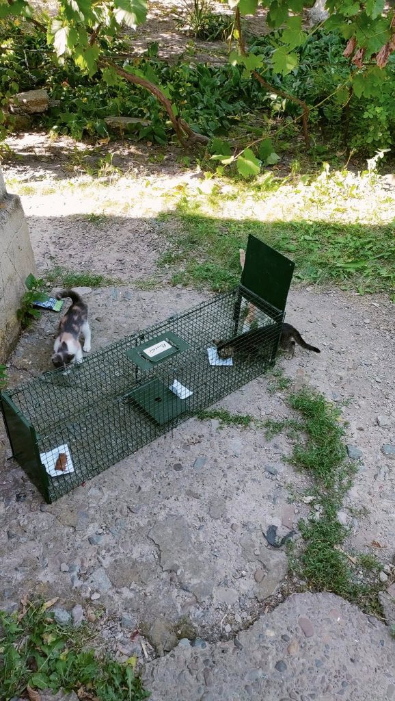 Prindere de pisici cu cusca capcana