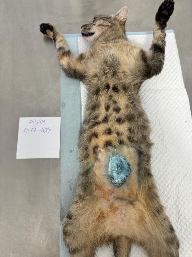 Pisica sterilizata, pe masa de operatie
