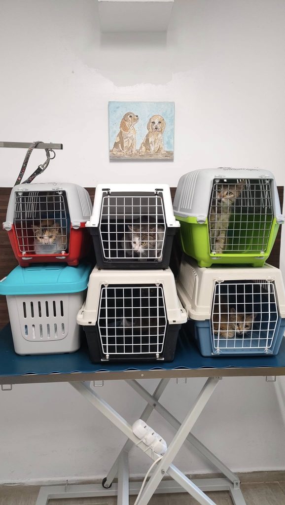 Pisici in custi de transport la veterinar