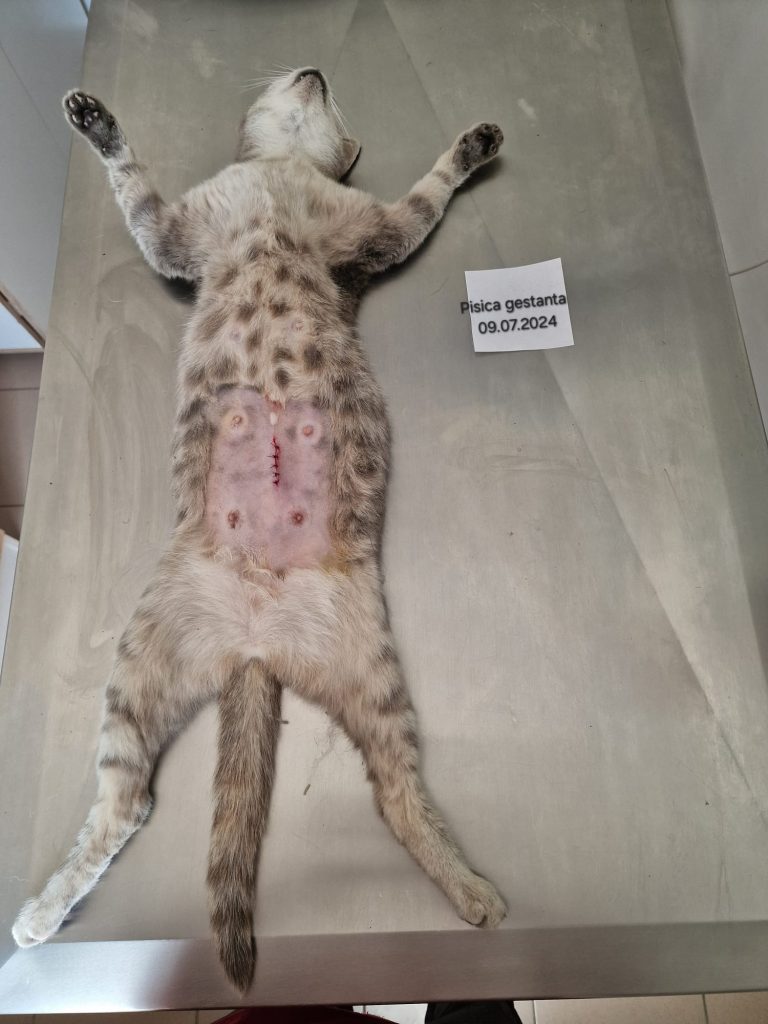 Pisica sterilizata, pe masa de operatie