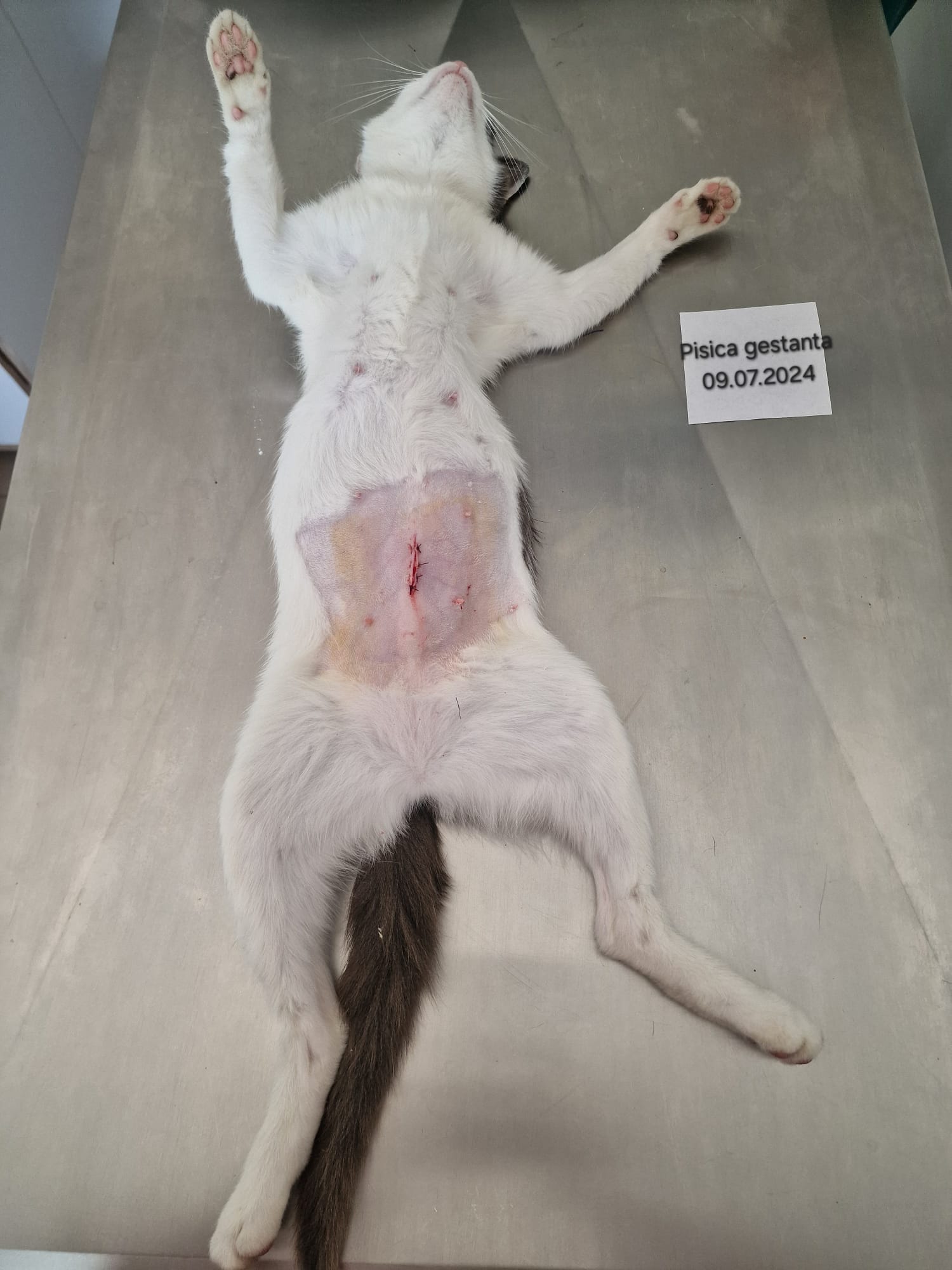 Pisica sterilizata, pe masa de operatie