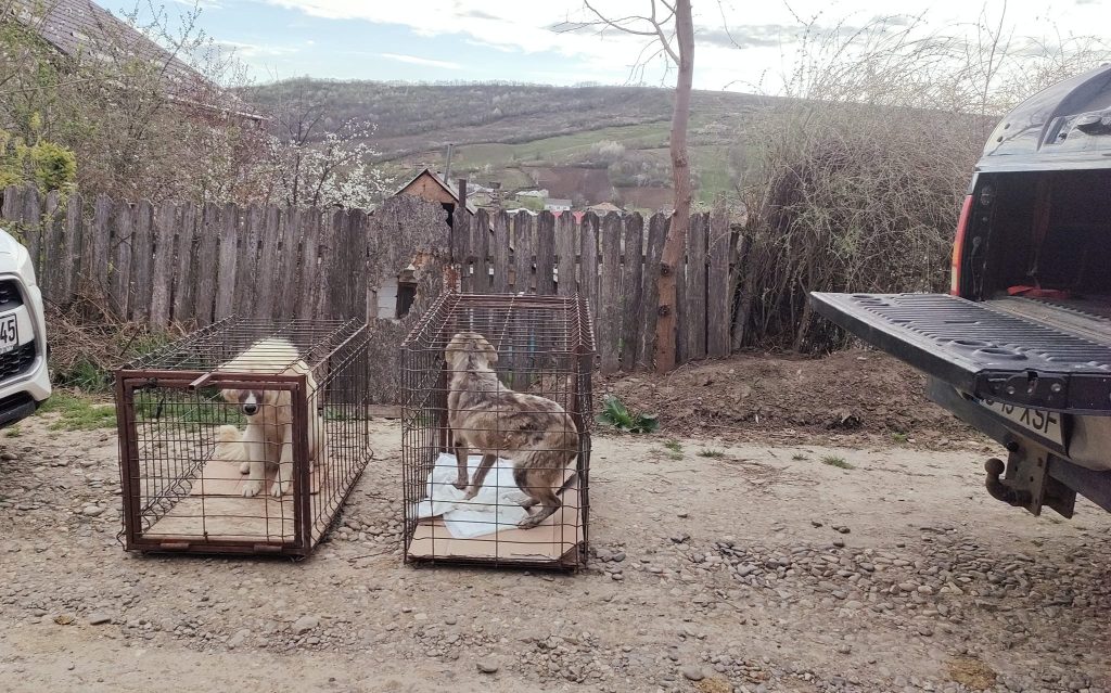 2 câini în cuști, pregătiți pentru a fi duși la veterinar
