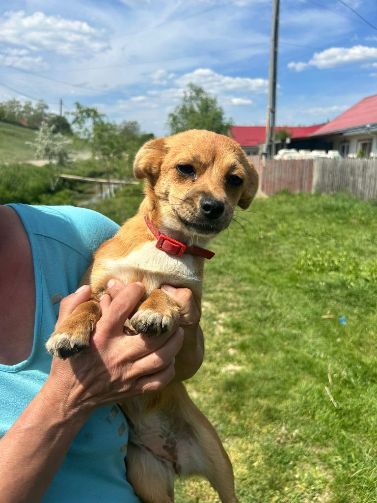 Campanie sterilizare 2024 - Politia Orasului Podu Iloaiei - Paws Vet