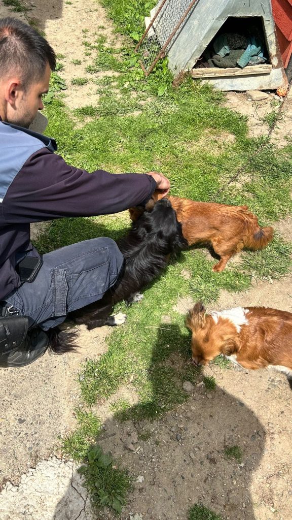 Campanie sterilizare 2024 - Politia Orasului Podu Iloaiei - Paws Vet (5)