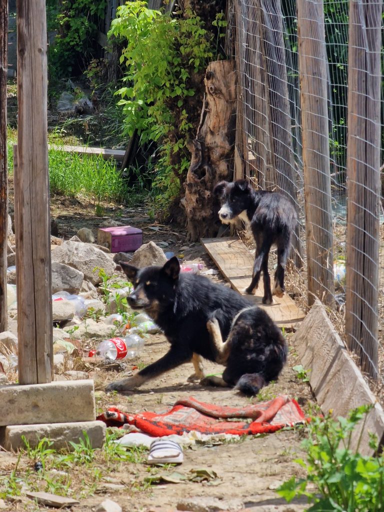 Campanie sterilizare 2024 - Politia Orasului Podu Iloaiei - Paws Vet