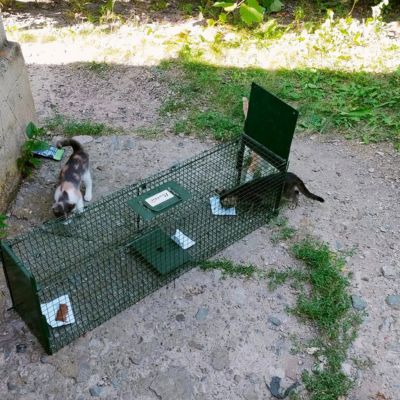 Capturare cu cusca capcana