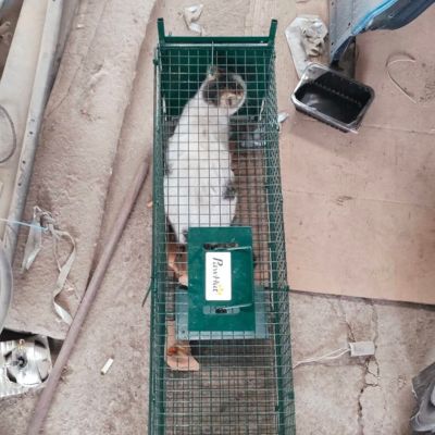 Pisica prinsa cu cusca capcana