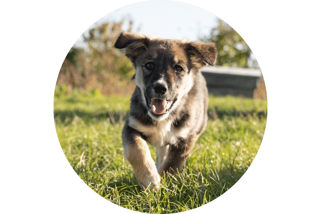 Catelusa Cici pentru adoptie