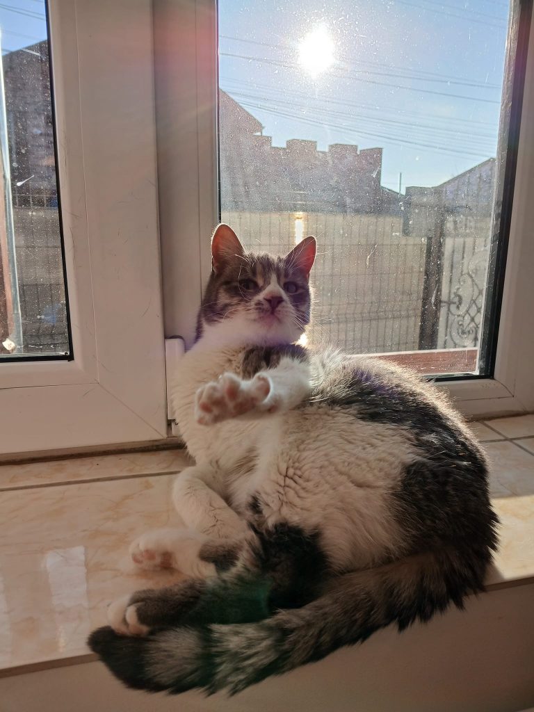 Molly ca o divă pe pervaz