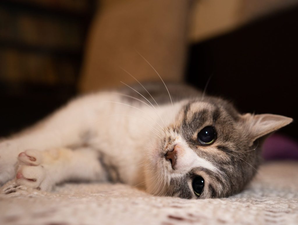 Molly alintându-se la poză