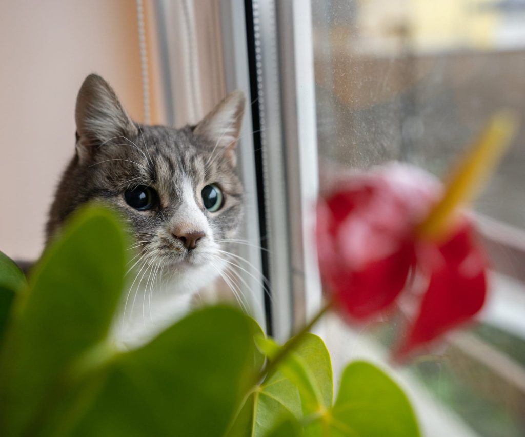 Molly se uită pe geam