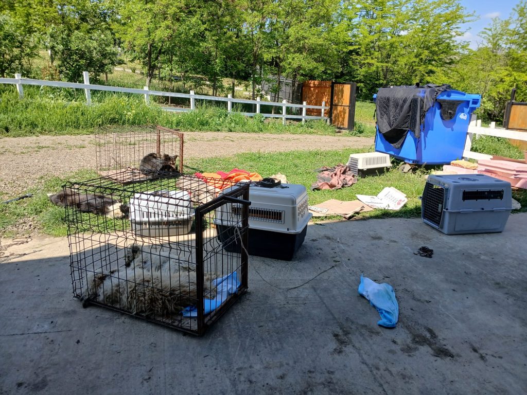 Animale la sterilizat