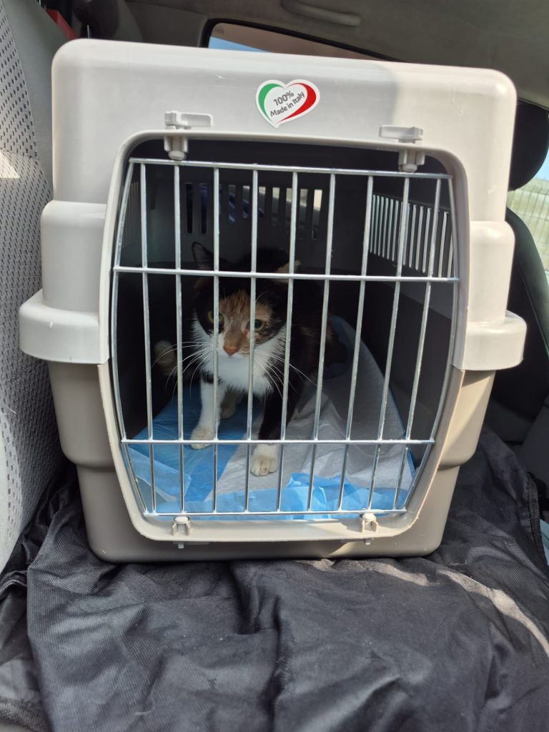 Pisica la sterilizat