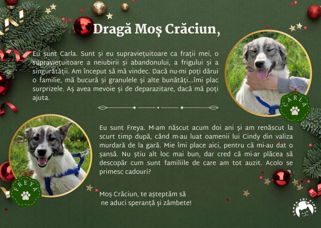 Scrisoare de la Carla și Freya