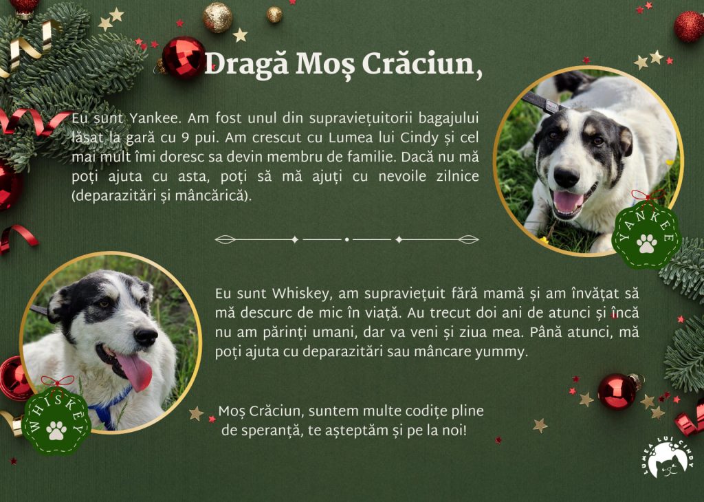 Scrisoare de la Yankee și Whiskey